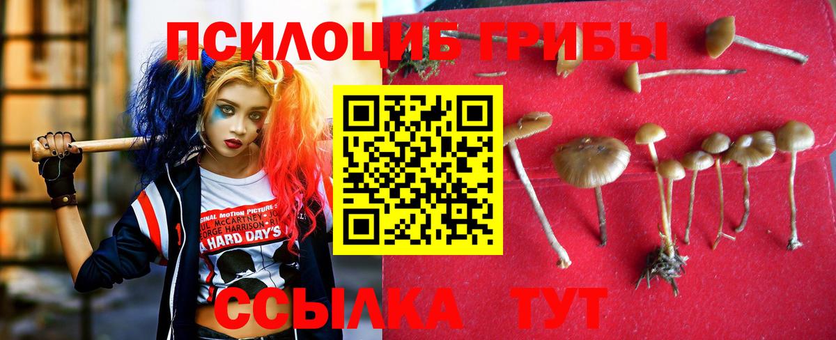 Нижнекамск  Псилоцибиновые грибы прущие грибы  Вход с VPN 